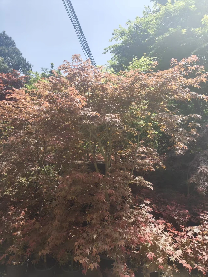 羽毛枫高端盆景枫树