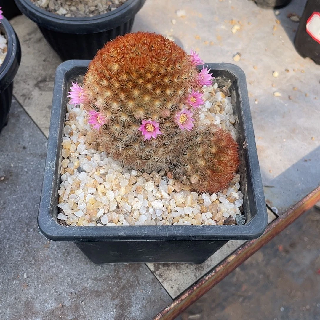 兔****仙人球实生嘉文丸红刺