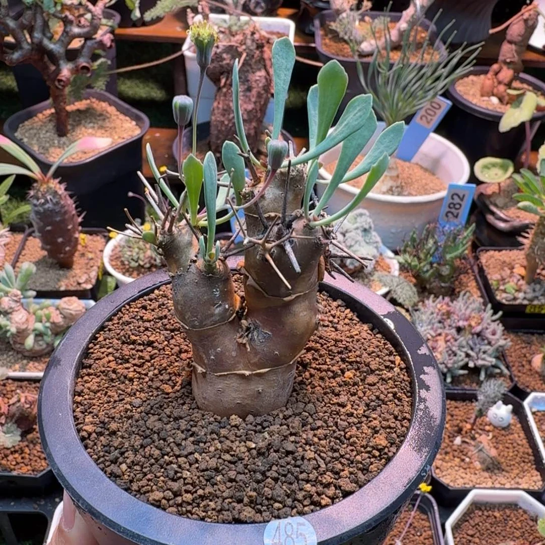 刺烛厚墩菊485(产地)
