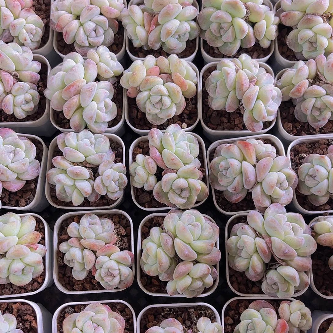 精品冰玉群19包邮多肉植物
