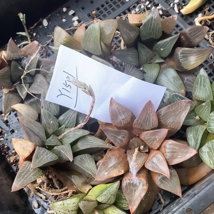 周*贝1501。   开播福利。