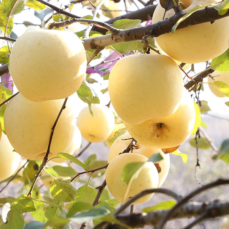 【栖霞苹果】山东烟台奶油富士苹果现摘现发新鲜采摘皮薄脆甜多汁