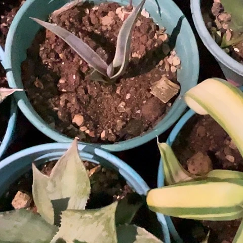 小***薯银狐白腹轮锦植物