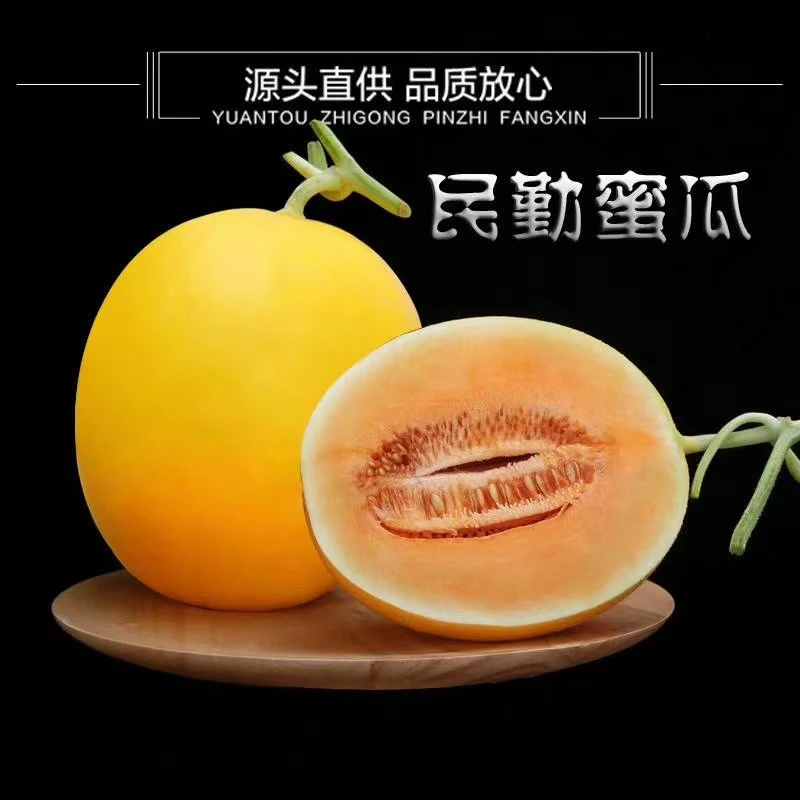 【快递三通一达发货】甘肃民勤沙漠蜜瓜金红宝新鲜现摘香甜多汁甜瓜