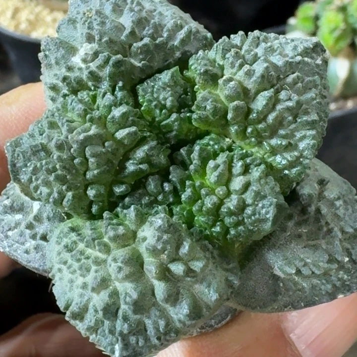 无花朵苗接大尤哥斯拉842