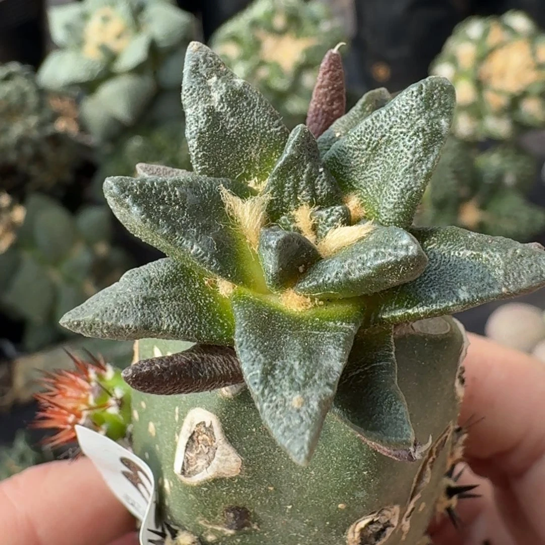 【闪购商品】龙角牡丹847