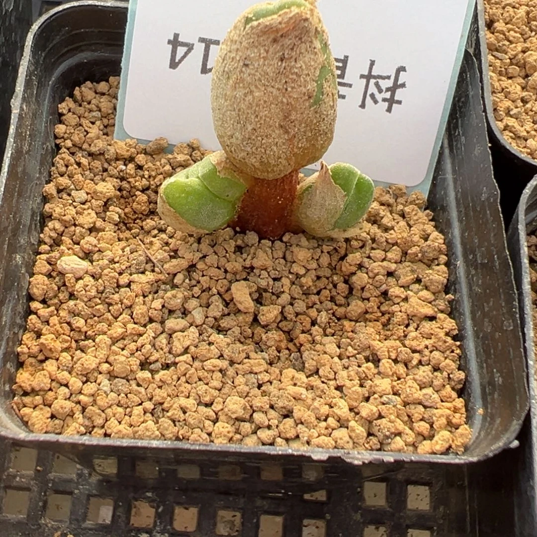 1-14肉锥多肉植物，