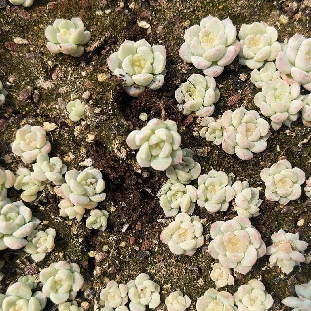 灯泡冰魄切糕穴一个满25包邮