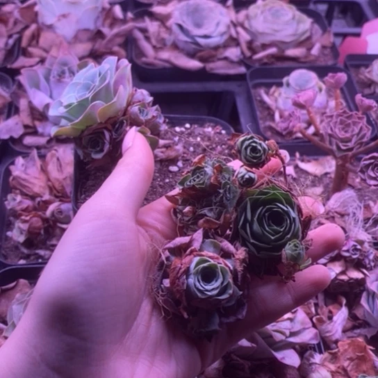 1999玫瑰玫瑰玫瑰