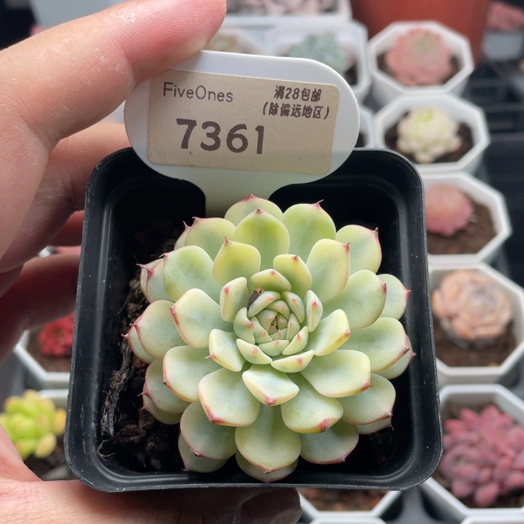 姬莲锦7361-5.5厘米