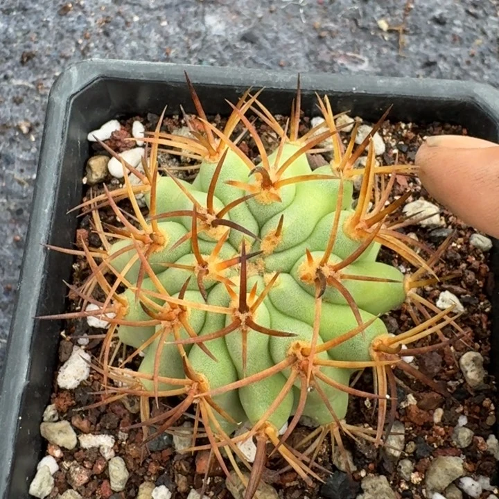五百津玉自根仙人球