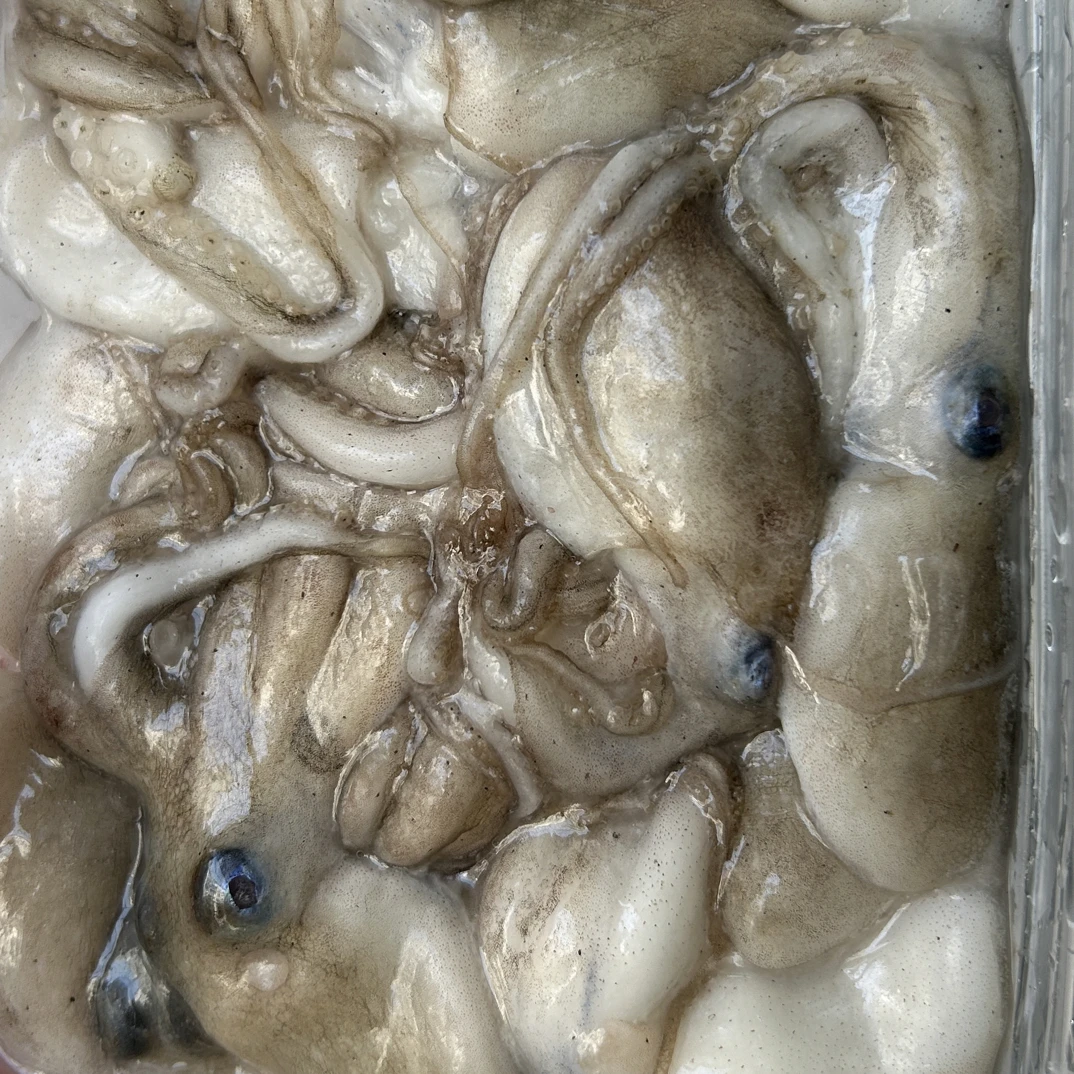 北部湾北海渔船出海捕捞拖网上来就活冻的野生八爪鱼纯天然无添加