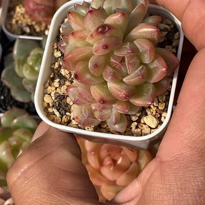 天官赐福百无禁忌