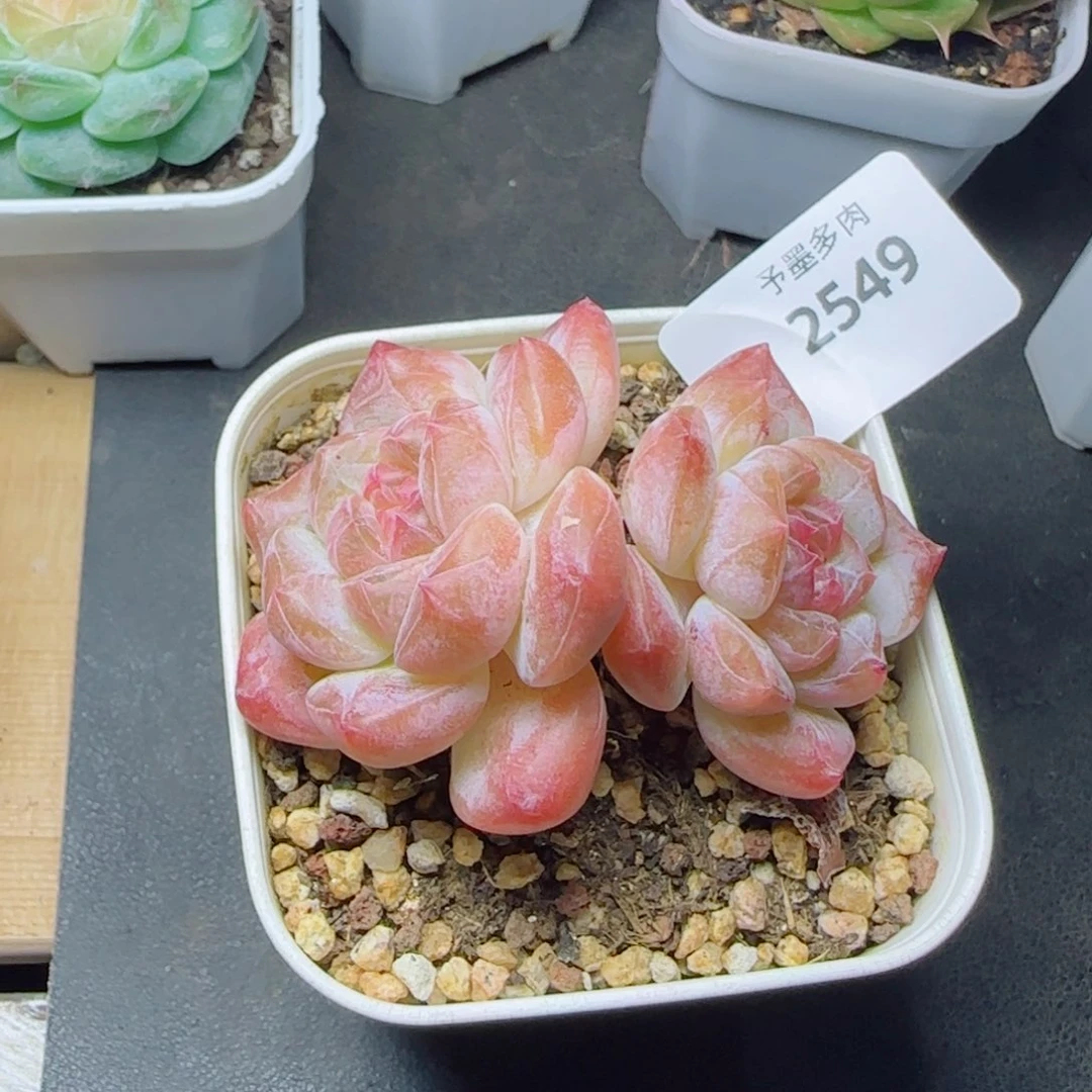黛玉冰魄，2549多肉植物
