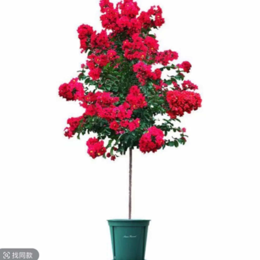 紫薇花苗红火箭紫薇耐寒耐热植物盆栽地栽花庭院别墅大型造景树