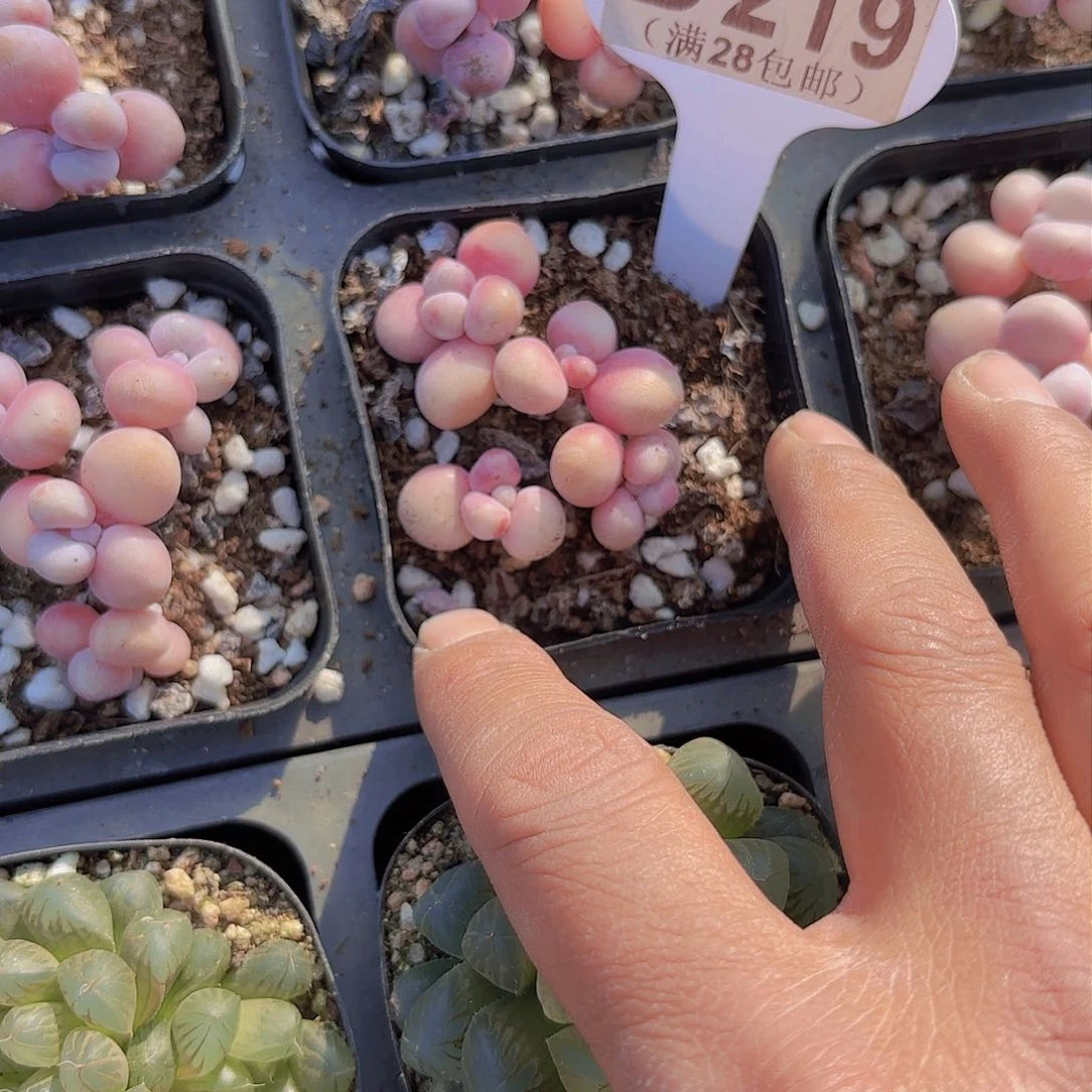 D219桃蛋一物一拍