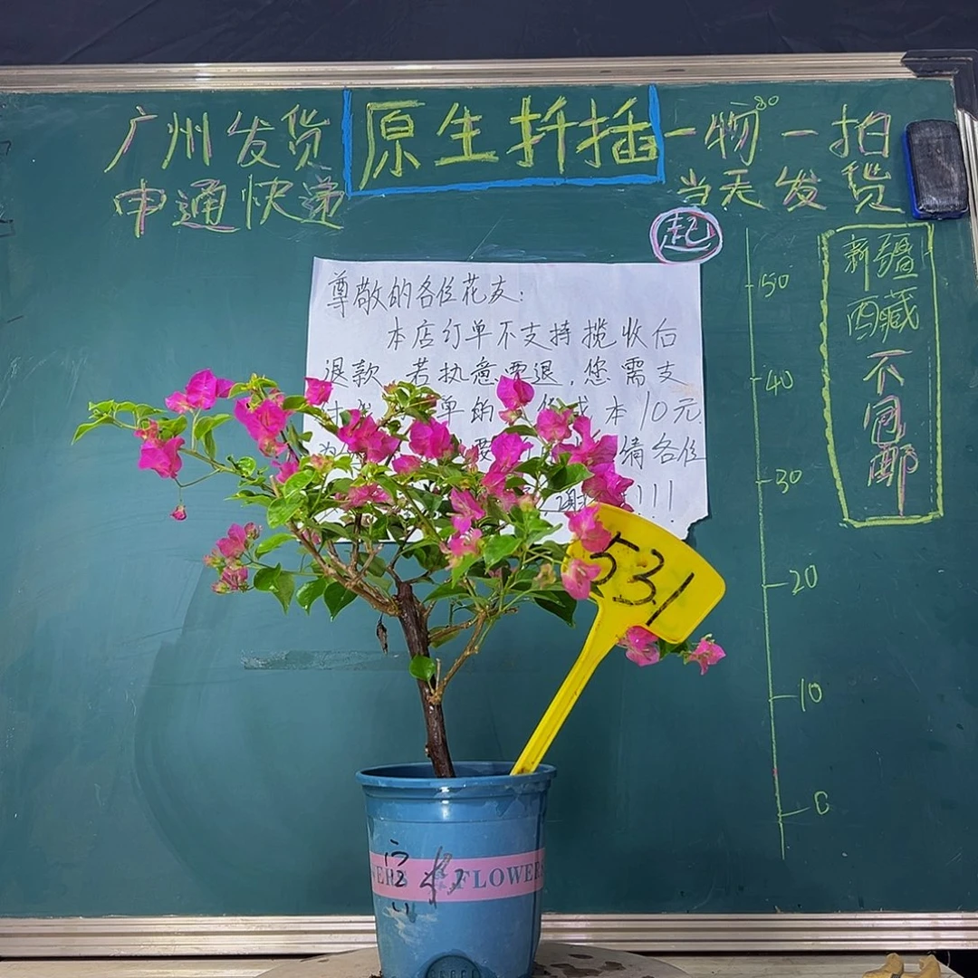 当前无花栽培后可以开花绿叶宫粉  531