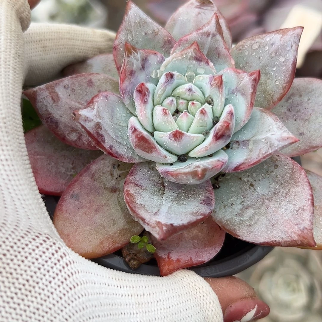 多肉植物粉蓝鸟群