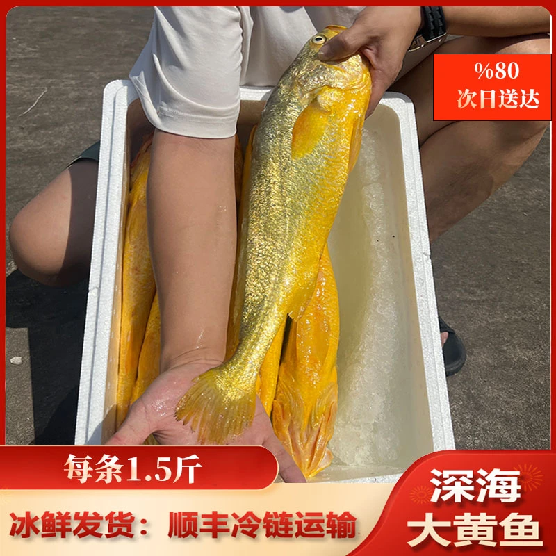 1.5-1.8斤规格【深海大黄鱼】原件9条14.5斤上顺丰冷链包邮到家