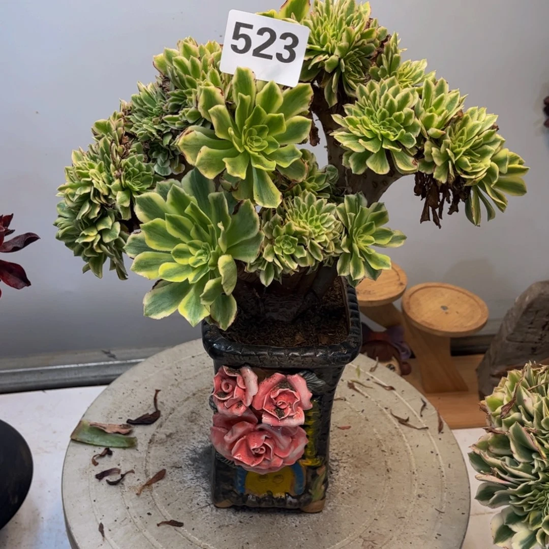 多肉植物碧玉缀523