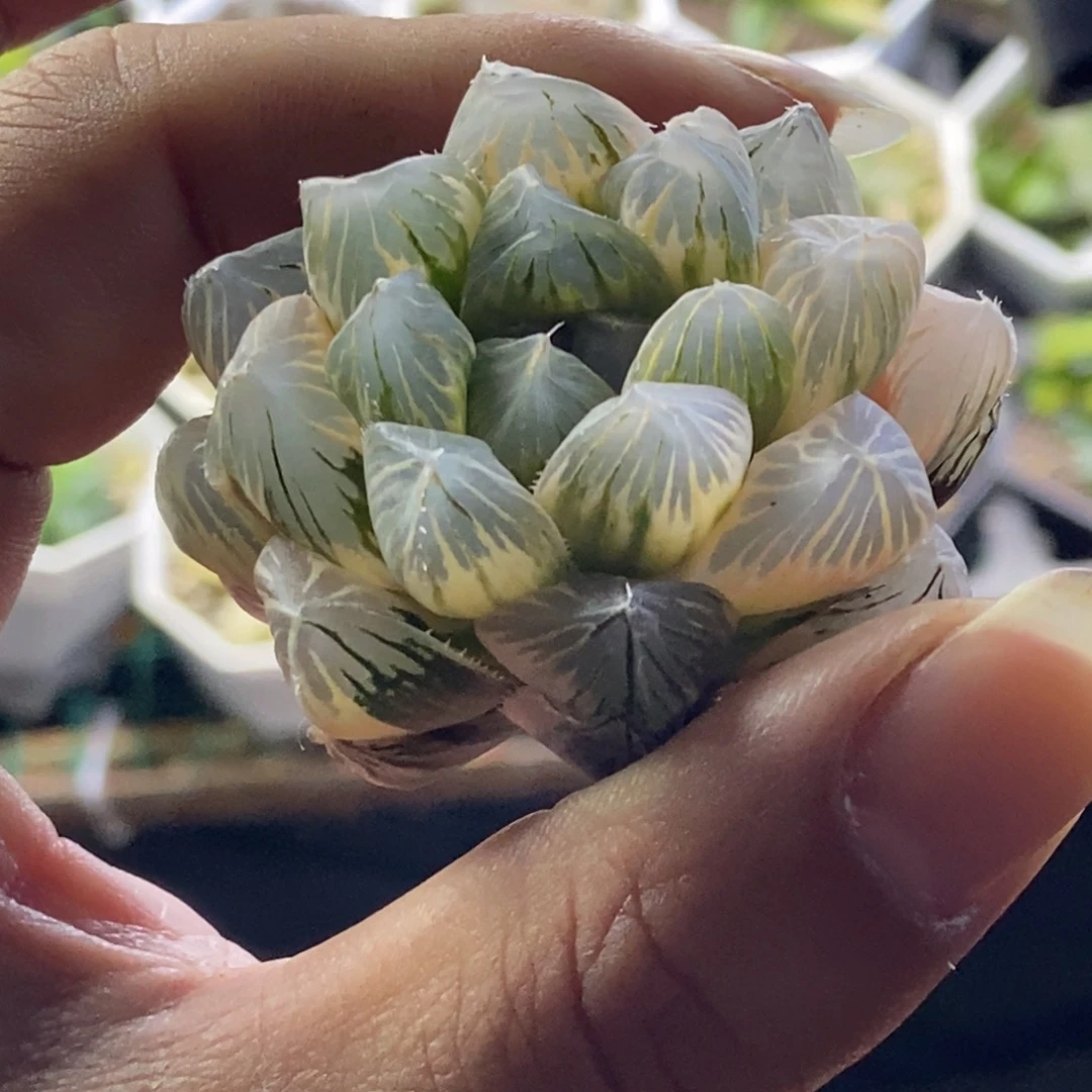 你***爸是是是是是是是是是寿