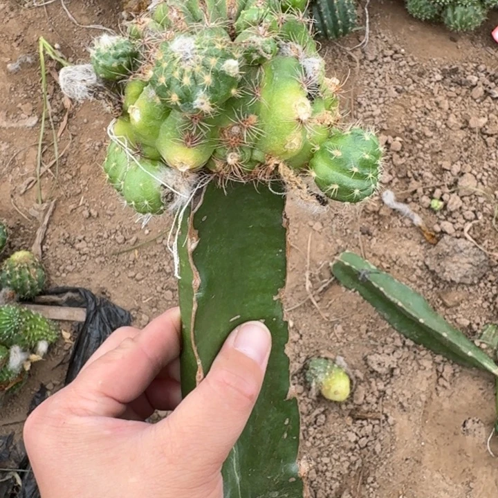 305修柱子新品丽花掰过侧牙不好斑