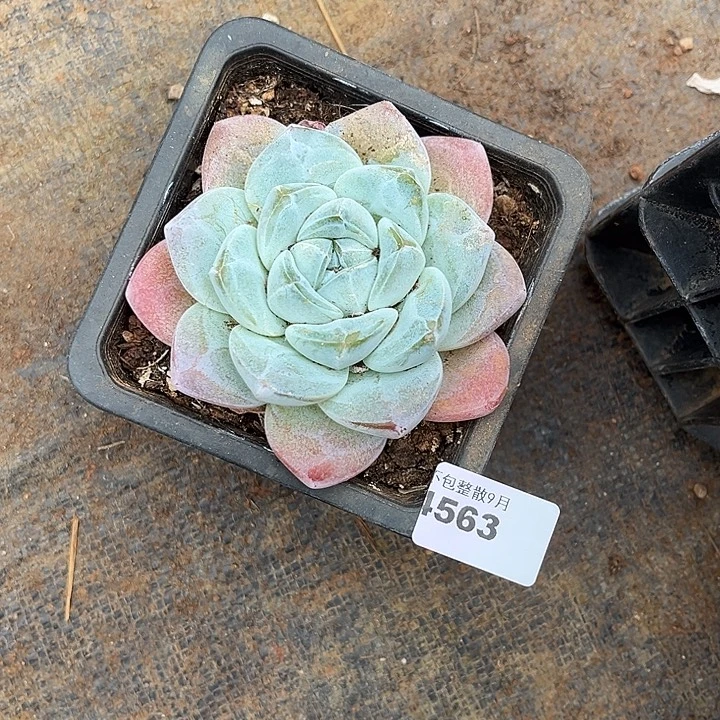 阿雅园艺。      4563