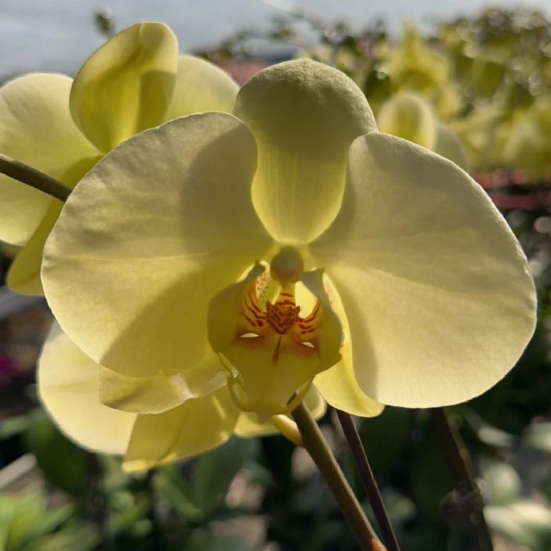 渟叙【绿宝石】2.8寸 带花带花苞发货