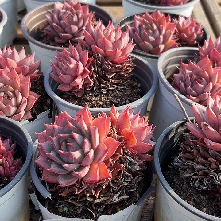 团  034  多头 林杰安娜