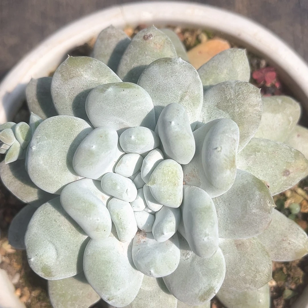 花朵红拇指双头老桩