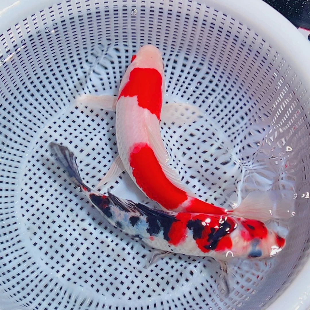 锦鲤锦鲤观赏鱼1111