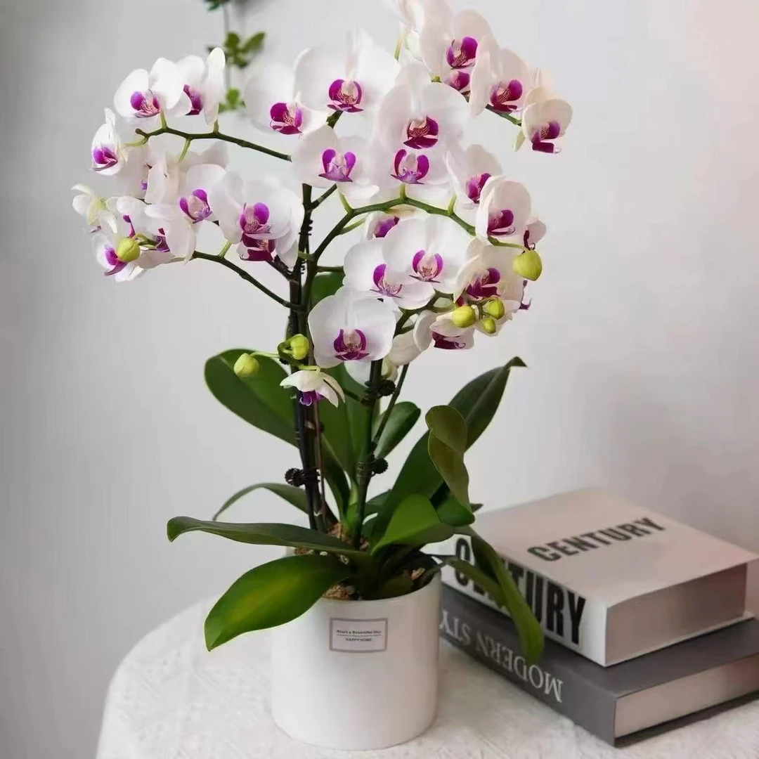 【小甜甜】蝴蝶兰花苗盆栽室内花卉绿植四季开花景观植物