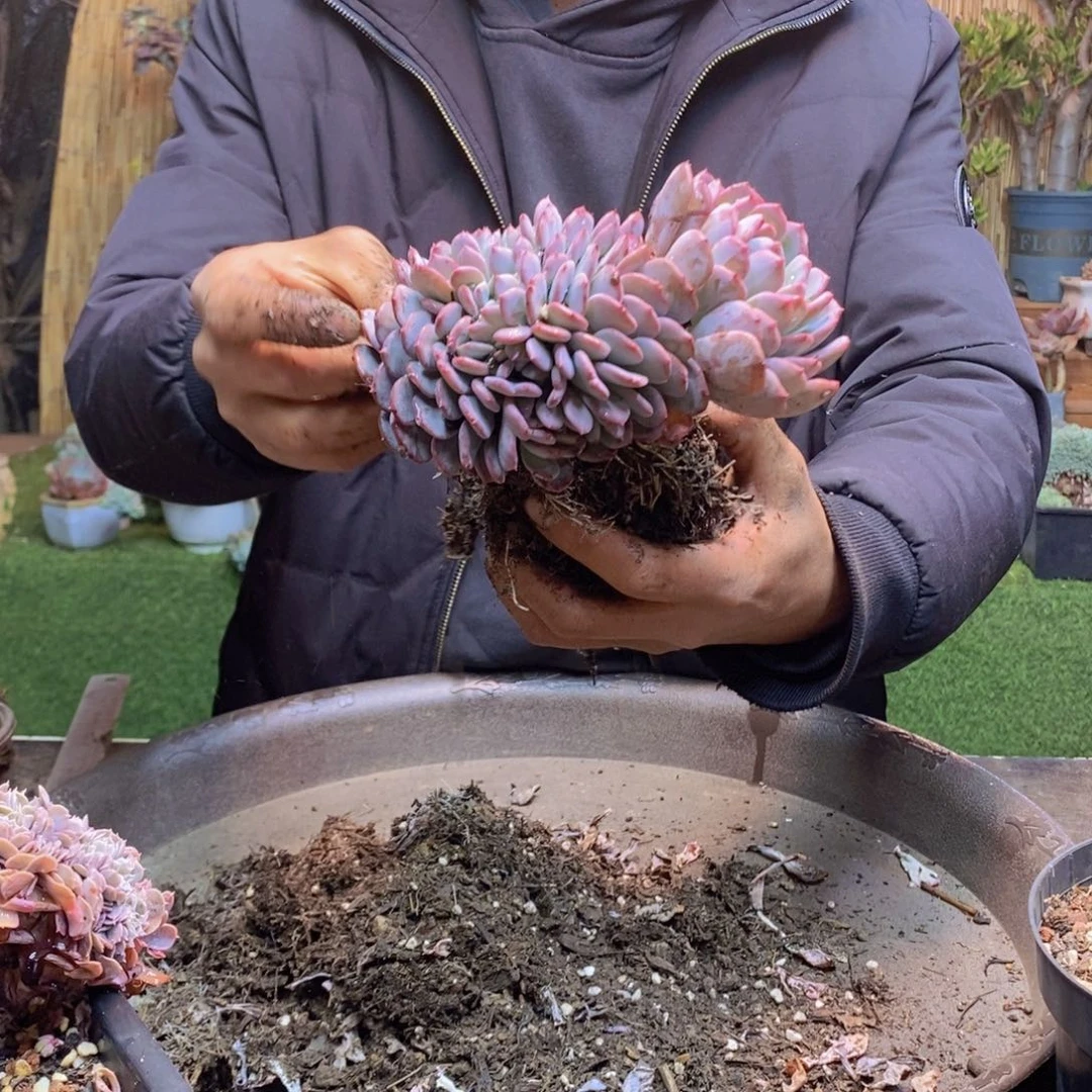 安*69 号玛瑙缀化