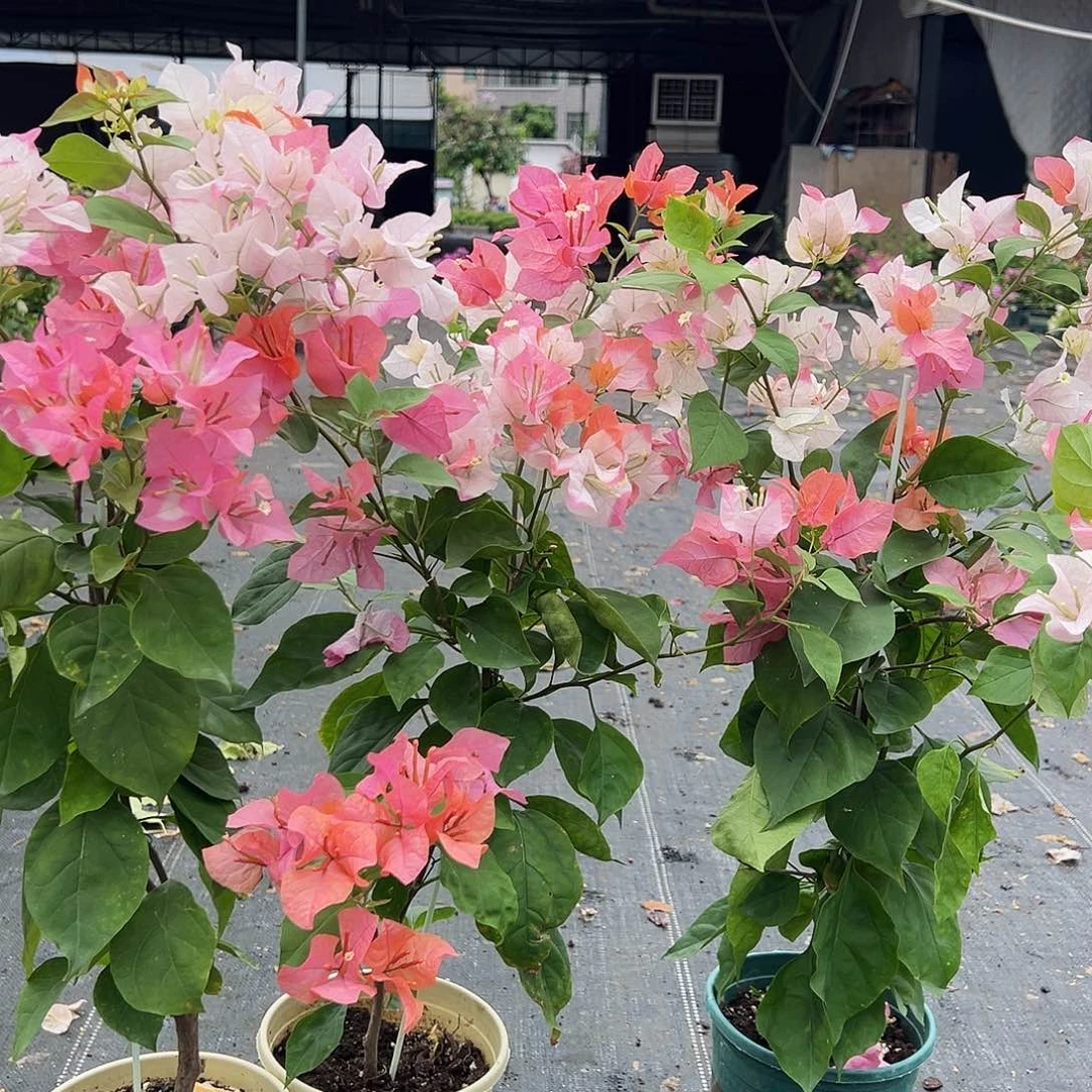 大部分花苞少量开放橙口红带竹一颗