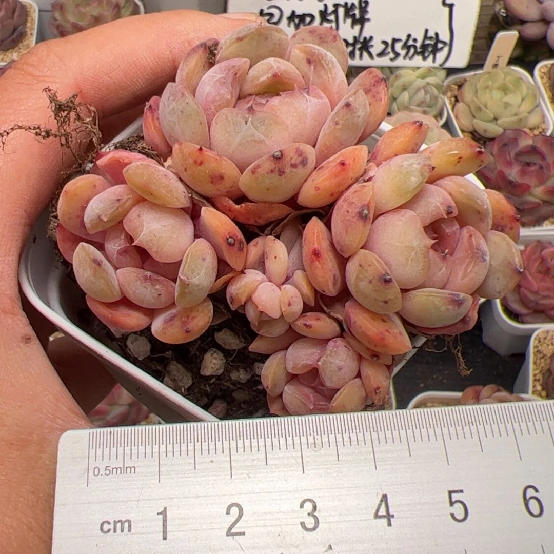 087 多肉植物组合