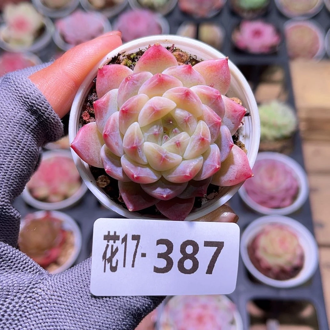 花17-387秘境冰魄