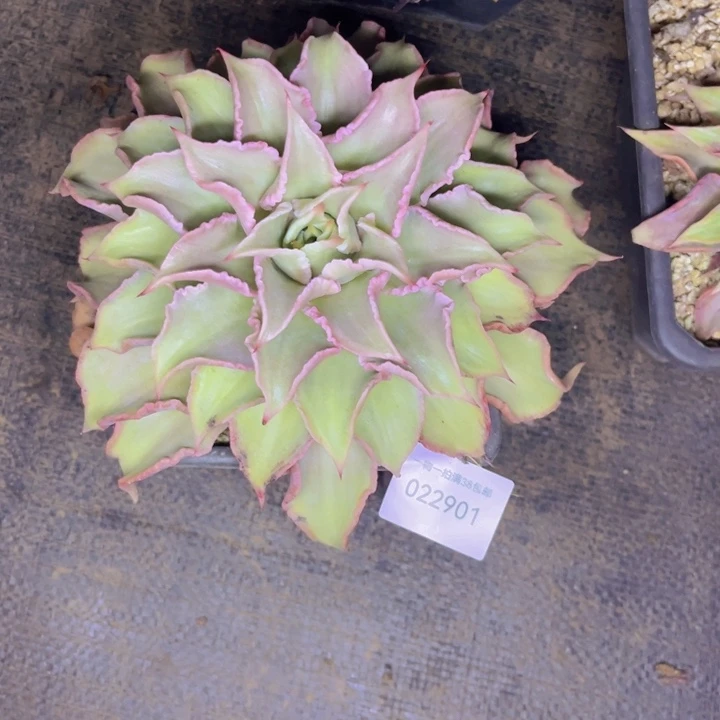 鑫****多肉一物一拍2901