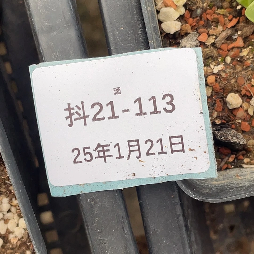 薄****21-113胖虎风铃肉锥