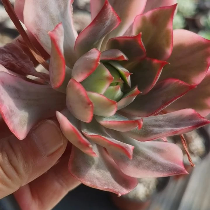 宝莲灯白覆轮锦砍头