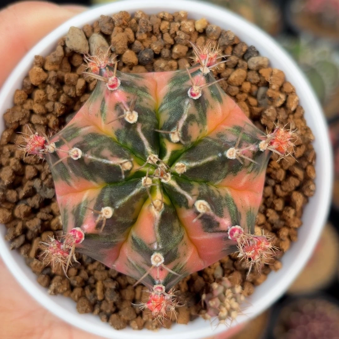 泰系米哈金奖侧母本3号