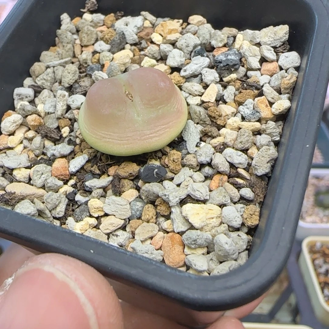 萌***萌拉登多肉植物一颗