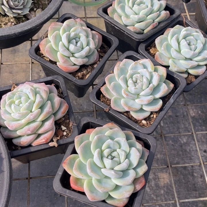 冰玉单头00000000000000