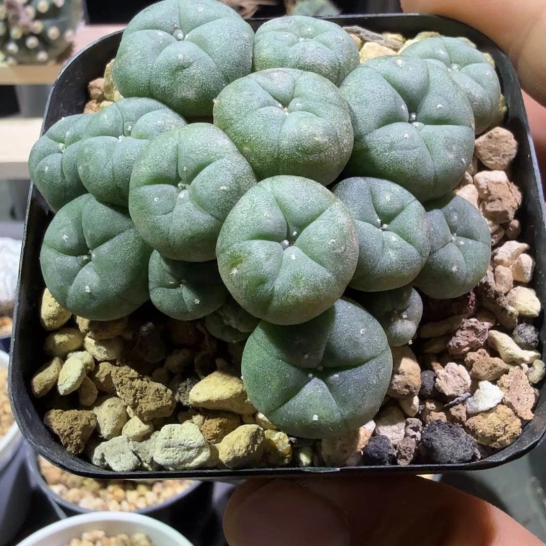自吹锦多肉植物多肉植物