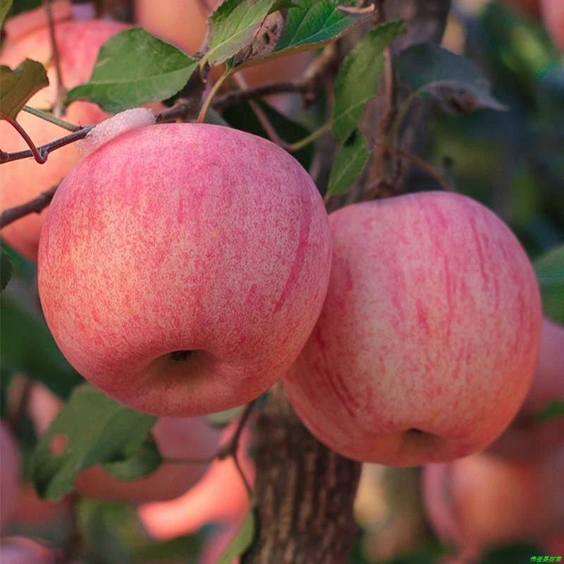 新疆阿克苏冰糖心苹果新鲜红富士苹果丑苹果水果整箱