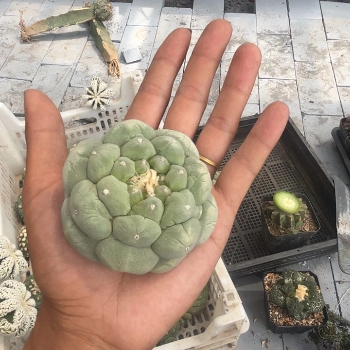 宝**士草球落地仙人球开花