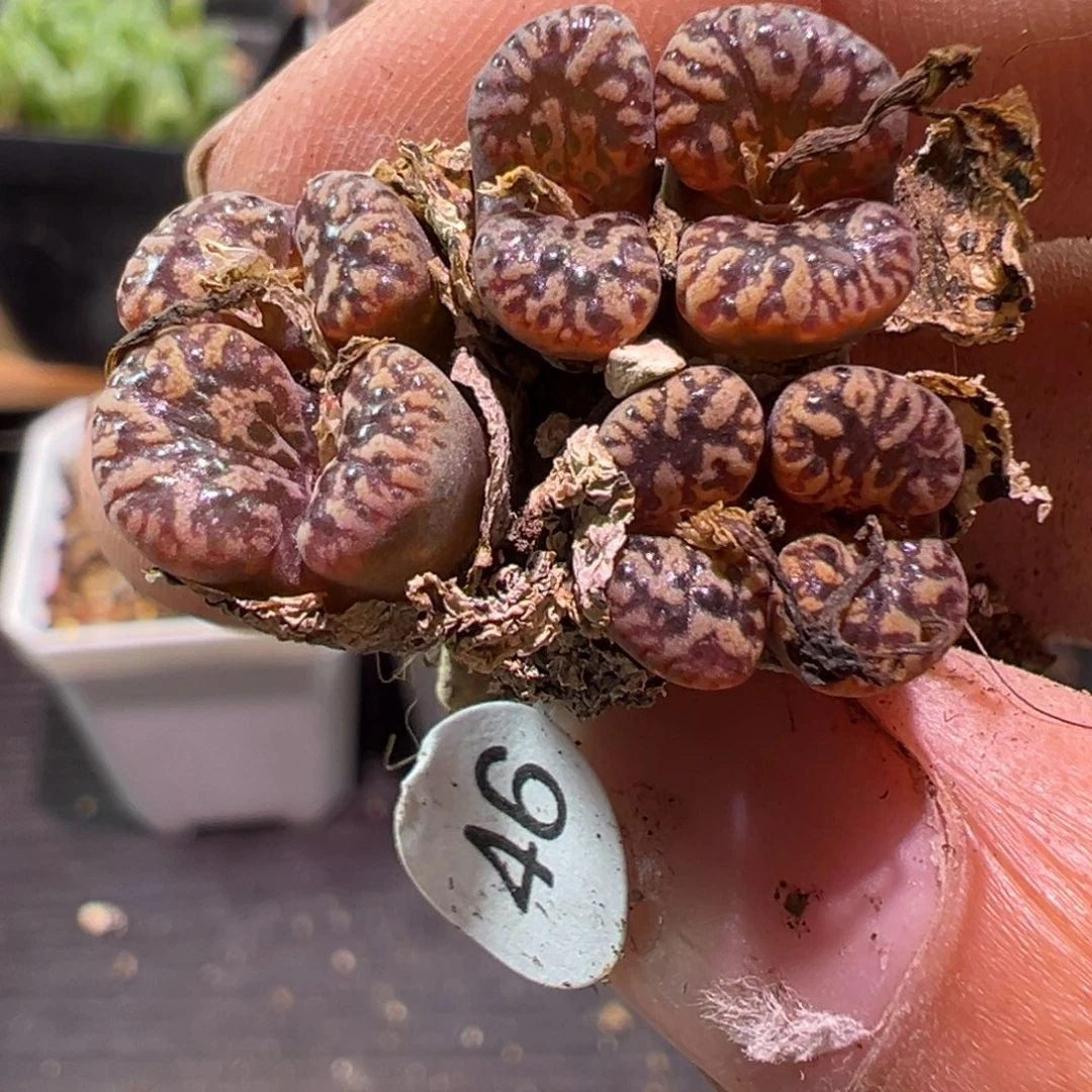 多肉植物11111111111111