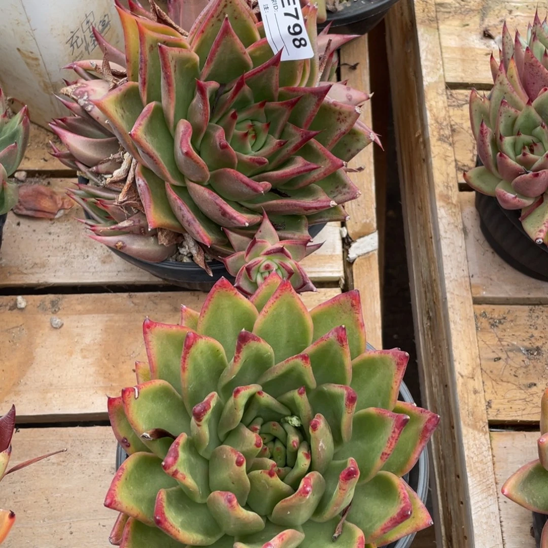 无花朵若如东云组拍E798