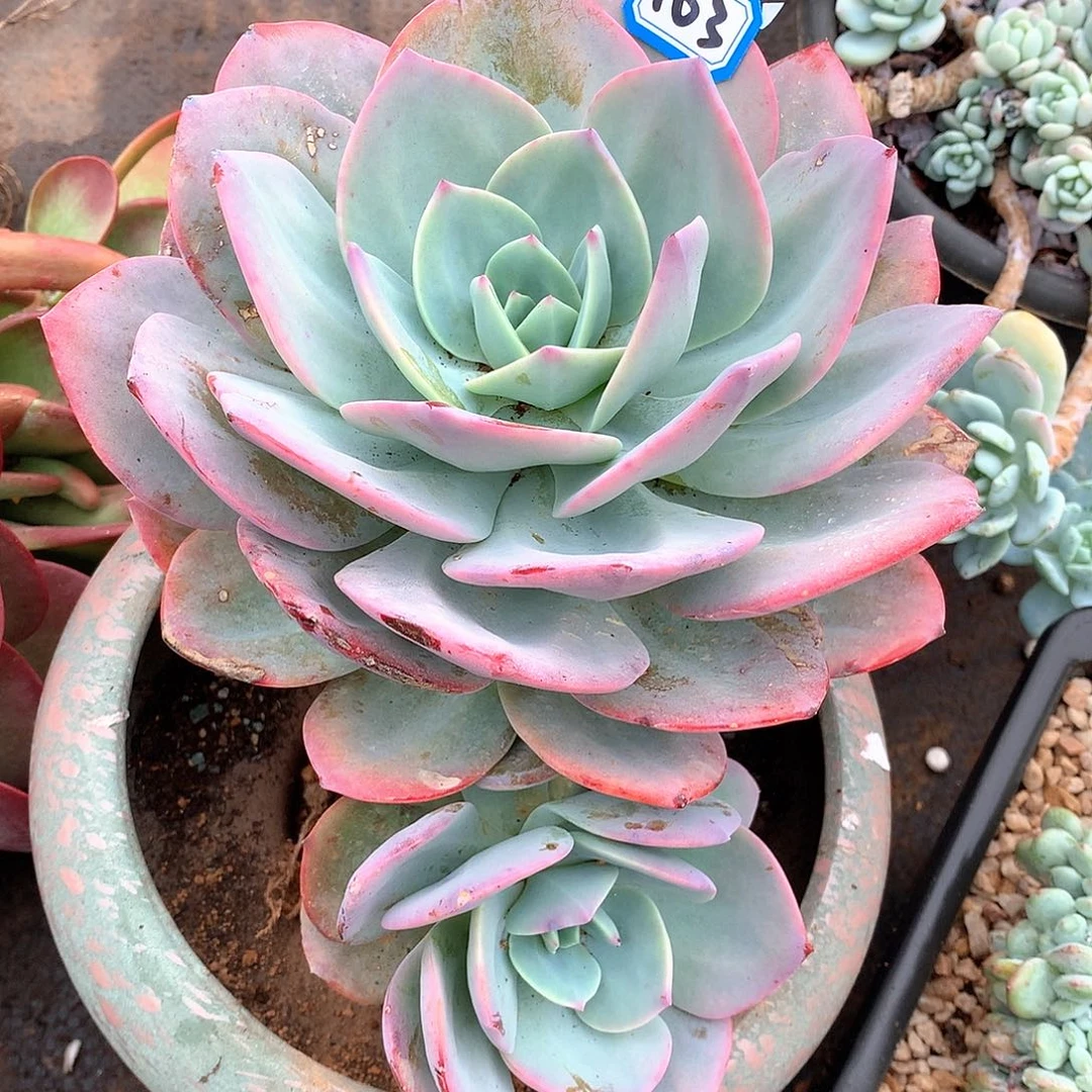 103血凤一物一拍多肉