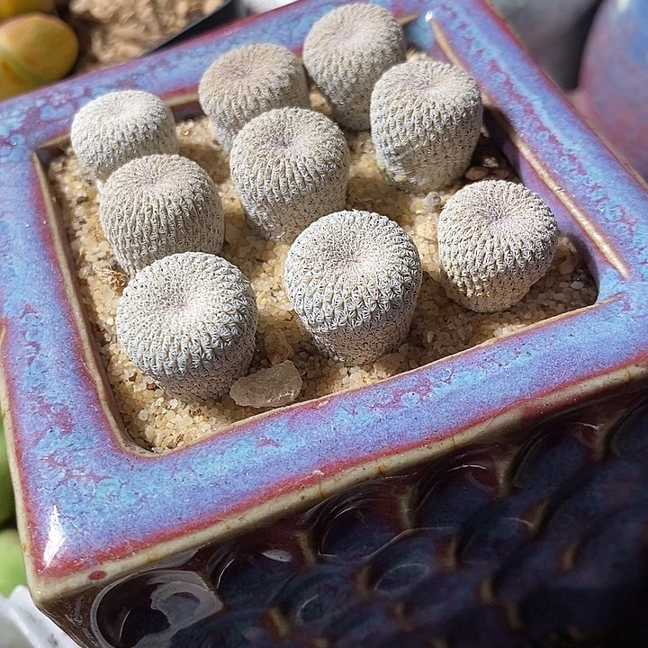 实生月世界一颗。