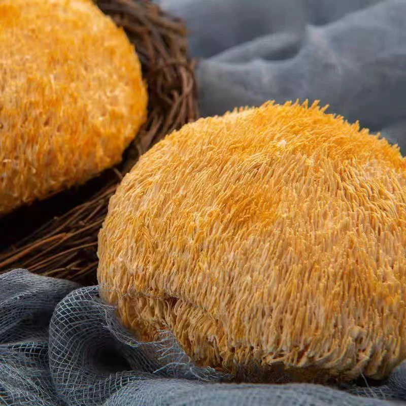 精选农家特产 猴头菇